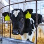 Holstein Calf_Adobe Stock