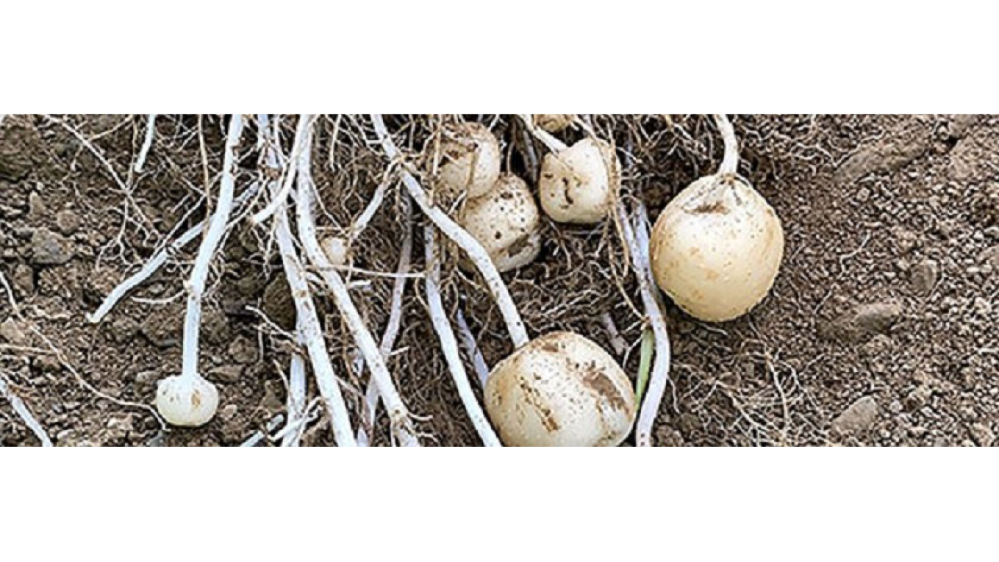 USDA deregulates Simplot genetically engineered potato - The Packer