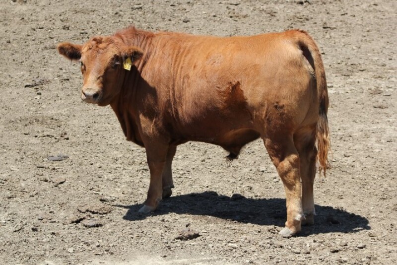 Neb_Feedlot_Steer