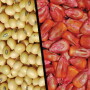 Seeds