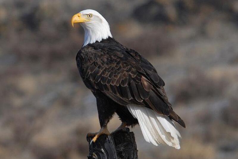 Bald.Eagle_.USFWS_.jpg