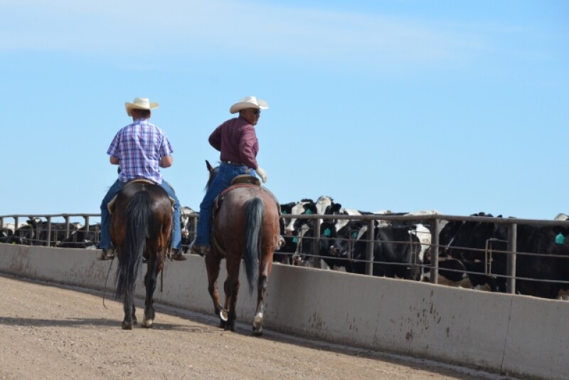 BT_Feedlot_Cowboys_Cattle