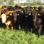 NFREC Heifers