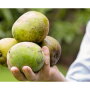 mango_hand_01-min.jpg