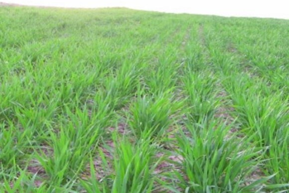 WinterWheat.jpg