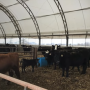 covered calf barn