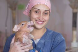 Employee on sow farm holding piglet