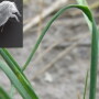 wheat_streak_mosaic_virus_with_mite_SDSU