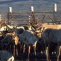 Reindeer