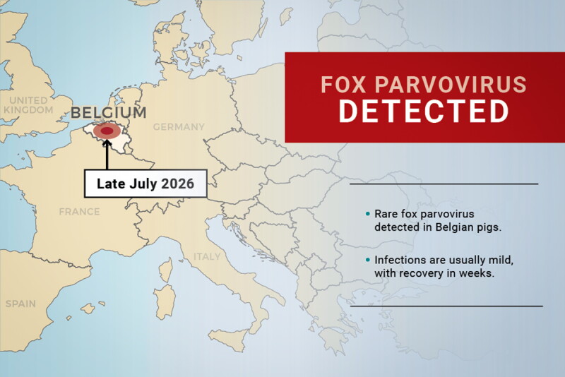 Fox Variants Fox Parvovirus: New Disease Appears on Global Swine Health Radar - Pork ...