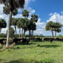 Florida cattle