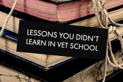 Veterinarians share the lessons they wish they'd learned in veterinary school. 
