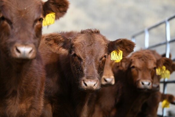 Weaned-Calves-Walz.jpg