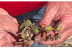 “When looking for frost damage, pay particular attention to the low-lying areas and sandier soils,” says Missy Bauer, Farm Journal Field Agronomist. “No-till fields, in many cases, are worse.”