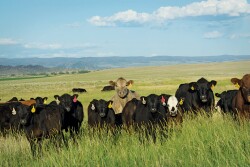 cattle