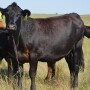 Horn Flies on Cow