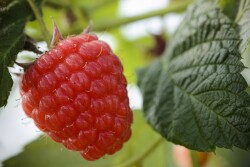 Summer berry season