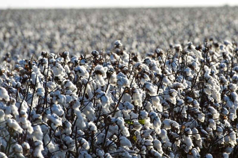 Cotton