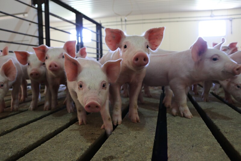 Iowa Secretary of Agriculture Mike Naig said, "This bill establishes vital protections for Iowa livestock producers against special interest groups with malicious intentions, specifically individuals who may cause physical or economic harm to the animals and/or facility owners. Safeguarding our livestock producers is critical to securing our state’s ag-based economy."