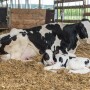 Fresh Cow 