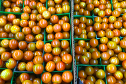Peter Condakes Co. packs and ships tomatoes in the New England Produce Center in Chelsea, Mass.