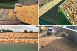 cabcorn_collage