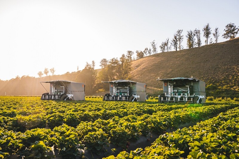 tx robot strawberry picker