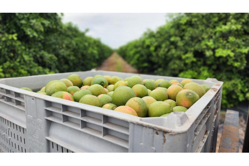 texas citrus
