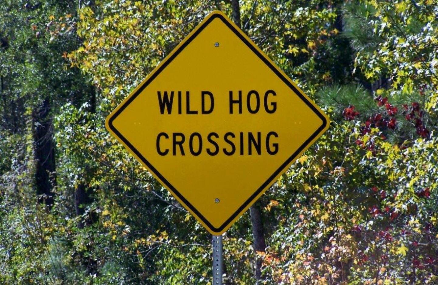 Wild%20Pig%20Xing%20Sign.jpg