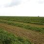 Windrow_Forage