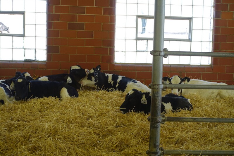 As one of the top scourges to calf raisers, cryptosporidium is an ever-present challenge that rarely takes a holiday. 