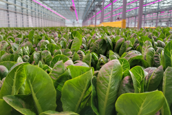 Greenhouse lettuce