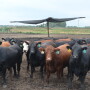 Cattle prices steady