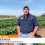Strawberry production will continue despite COVID-19.
