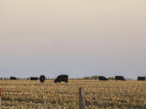 cattle grazing stalks usda.PNG