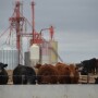 BT_Feedlot_Cattle_Feed_Mill