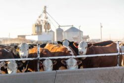 Hereford on feed