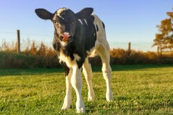 With a theme of “25 Years of Growing Your Dairy’s Future,” DCHA also is offering a livestreaming option for those who would like to join the conference from home.