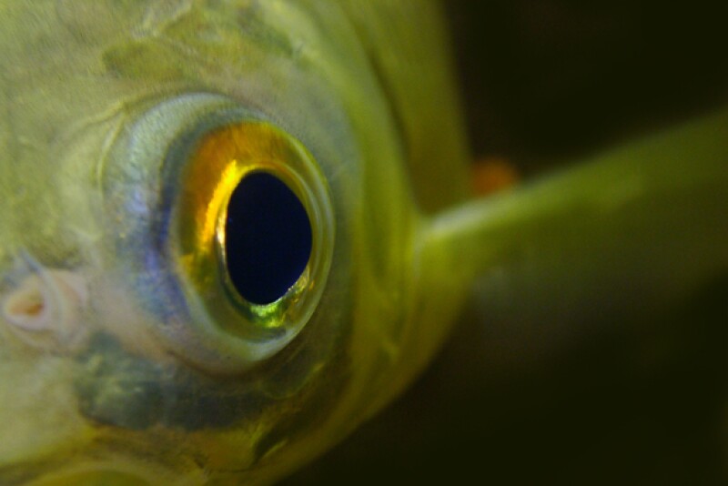 fish.jpg