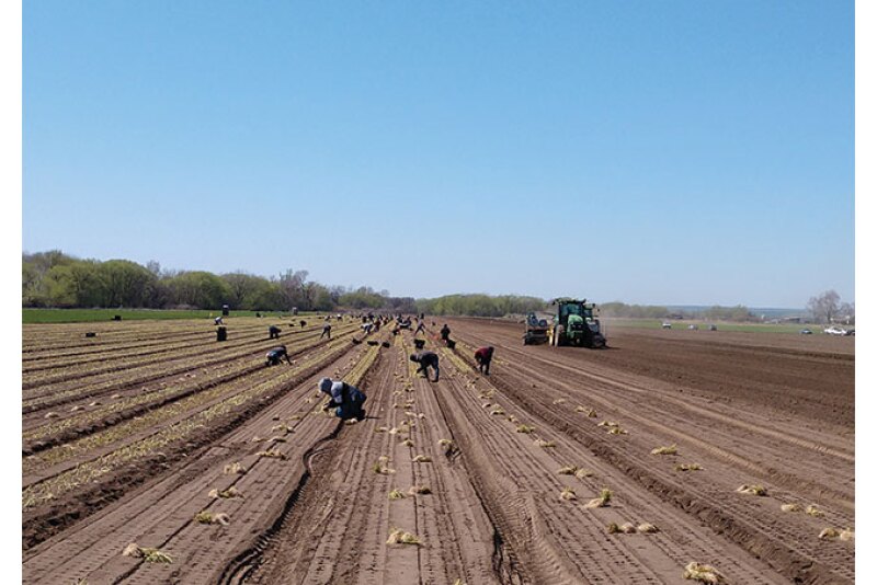 Workers harvest onions for Keystone Fruit Marketing Inc.