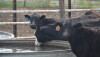 BT_Cattle_Water_Tank