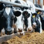 Holstein Cows_Adobe Stock