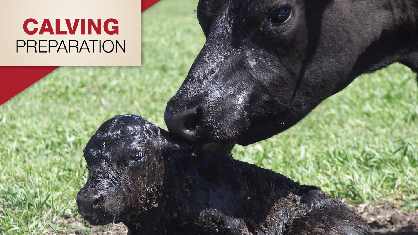 Calving Questions 9 Tips to Ensure Calving Season Success - Drovers