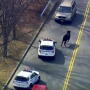 In this image taken from video provided by WABC, a bull that escaped from a local slaughter house is pursued by New York City Police, Tuesday, Feb. 21, 2017, in New York. Police corralled the bull in a backyard in the Queens borough of New York.