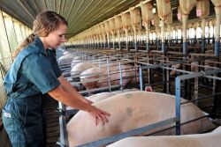 Heat checking sow