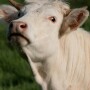 french-cow