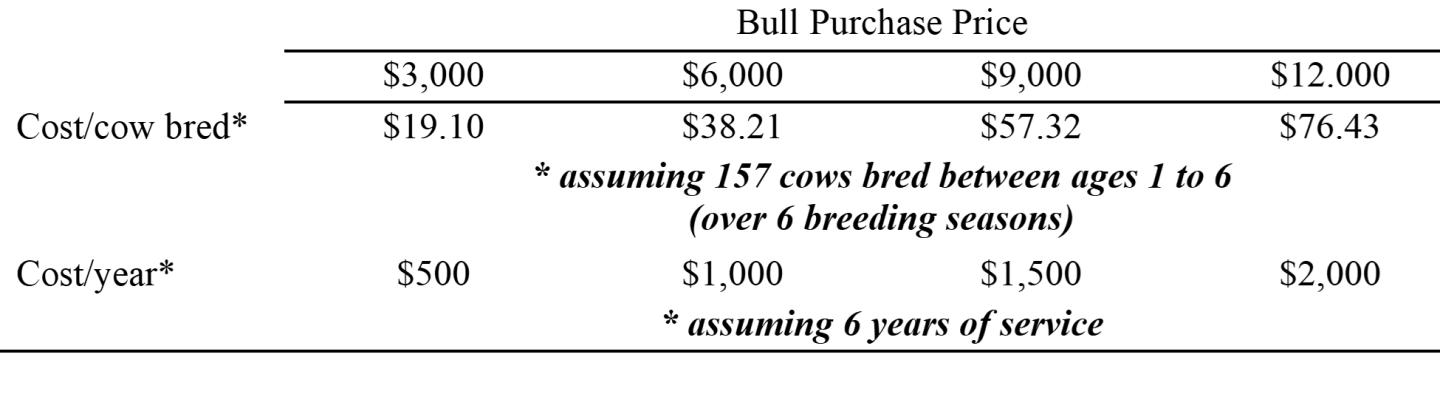 Good%20bull_0.png