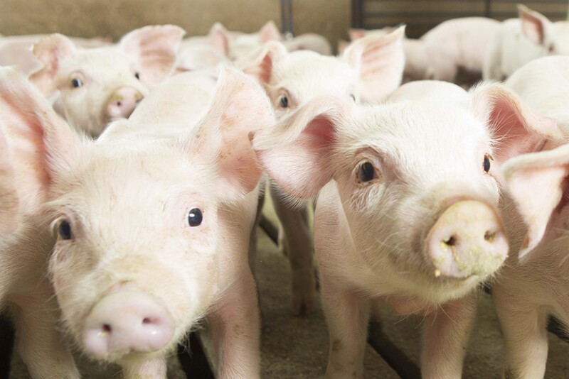 Piglets