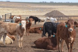 BT_Mexican_Feedlot_Cattle