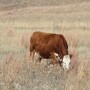 It is interesting to see that under very different conditions and nearly three decades later, we often see similar results from our research on native grass forages. 